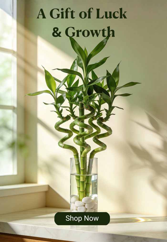 Lucky Bamboo