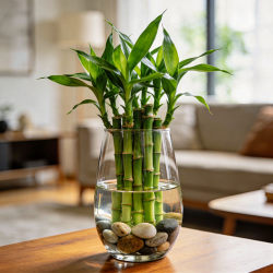 Online Lucky Bamboo Delivery